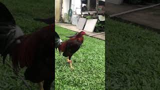 JRC Yellow Legged Kelso kelso whitekelso kelsogamefowl jrcandicefarms [upl. by Darrel]