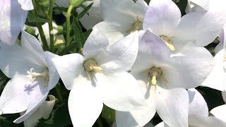 Best Perennials for Sun  Platycodon Astra White Balloon Flower [upl. by Loraine]