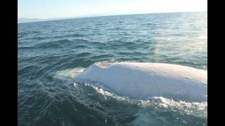 Migaloo the White Whale Encounter [upl. by Jephthah]