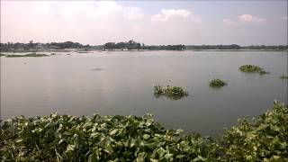 River Dolphins Dhaka Backwaters [upl. by Suoivatram]