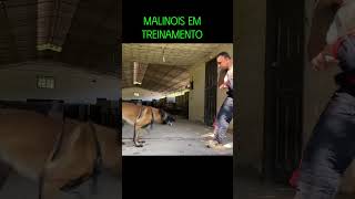 Malinois em treinamento puppy pastorbelgamalinois pastormalinois [upl. by Wershba]