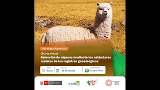 Selección de alpacas mediante los estándares raciales de los registros genealógicos 13032024 [upl. by Nawj]