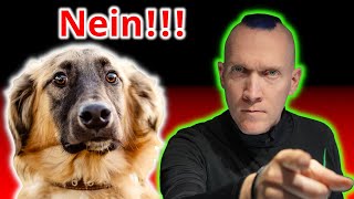 So lernt Dein Hund Dich ernst zu nehmen [upl. by Lirba614]