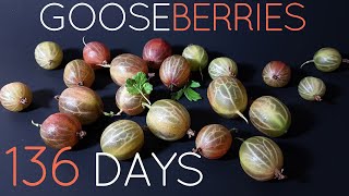 136 Days  Gooseberry Time Lapse 4K [upl. by Gordon57]