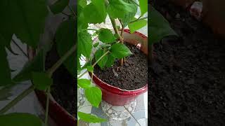 parijat garden myplant nature beautifulflowersintheworld shortvideo [upl. by Taka]