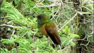 ENDEMIC  ChestnutBellied Hummingbird  Saucerottia castaneiventris Bogota Birding [upl. by Nylirehs420]