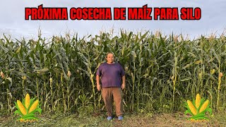 PRÓXIMA COSECHA DE MAÍZ PARA SILO [upl. by Sheets]