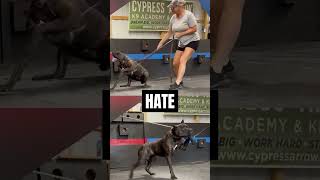 TRIGGER WARNING Lets STOP Animal Cruelty canecorso shorts dog [upl. by Narcissus487]