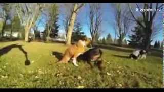 This two legged boxer puppy will inspire you [upl. by Anthea]