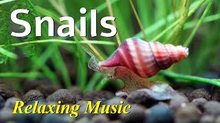 Ốc thủy sinh  Snails in planted tank [upl. by Namurt787]