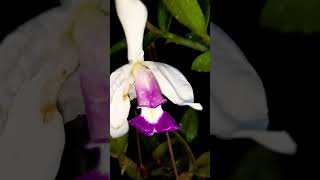 Cattleya Violácea var semi alba Caerulea [upl. by Irrej]