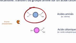 Néoglucogenèse à partir dacides aminés [upl. by Jenine10]