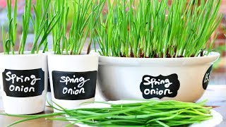 How To Grow Spring Onions  Scallions [upl. by Main918]