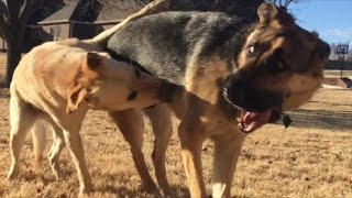 German Shepherd RUSHES Yellow Lab [upl. by Arthur]