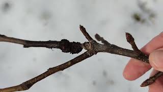 Baum Rückschnitt bei abnehmenden absteigenden Sternzeichen Schütze Mond Bäume nehmen keinen Schaden [upl. by Eednil]