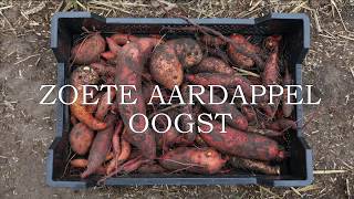 Zoete aardappel oogst [upl. by Waxman859]