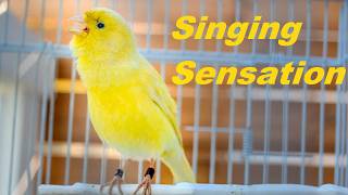 How to make your canary sing [upl. by Eiuqnimod]