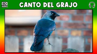 CANTO DEL GRAJO 🐦 [upl. by Nealon189]