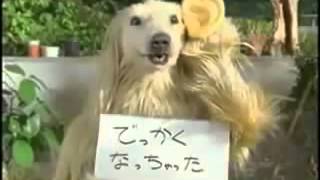 Comercial de Japón perro perturbador [upl. by Rebecca]