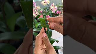 Phalaenopsis orchid cuttings from flower branches [upl. by Elehcir]