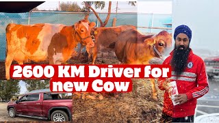 30 Hours Drive to get Guernsey Cow  2600 upampdownਕਿਲੋਮੀਟਰ ਦੂਰ ਤੋਂ ਲਿਆਂਦੀ ਗਾਂ🐄 Long Drive for Farm [upl. by Singh]