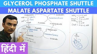 Glycerol Phosphate Shuttle and Malate Aspartate Shuttle in Hindi [upl. by Ajnot308]