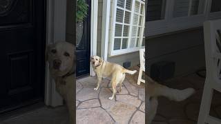 Dog Devastated During Dog Doorbell Ding labradorretriever dogsofinstagram dogshorts [upl. by Zurkow71]