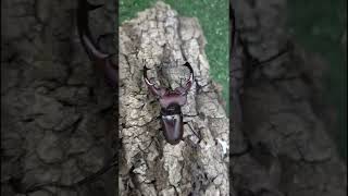 LUCANUS ELAPHUS AMERICAN RED STAGBEETLE [upl. by Venetis]