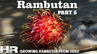 ⟹ RAMBUTAN  Nephelium lappaceum  Growing rambutan from seed walmart [upl. by Revert]