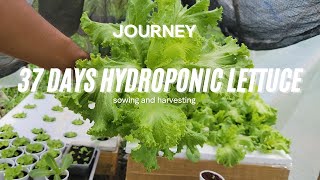 PLANTING AND GROWING LETTUCE WITH HYDROPONIC SYSTEM STEP BY STEP [upl. by Osmund421]