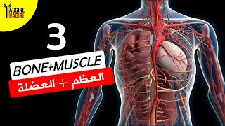 النسيجين العضلي والعصبي  Tissus musculaire amp Nerveux [upl. by Fancie]