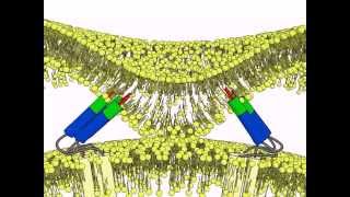 Principles of virus fusion [upl. by Nas]