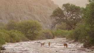 E54 NATURALIST GUIDING  Hoanib Ephemeral River [upl. by Tarkany]