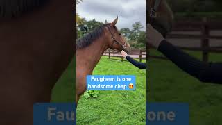 Faugheen is loving retirement 😍 horse horseracing racingtv [upl. by Eissak639]