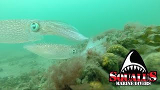 SOUND BEACH LONG ISLAND SCUBA DIVE SQUALUS MARINE DIVERS [upl. by Karim]