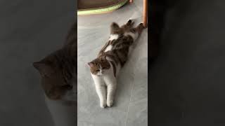 Cute Cats amp Funny Cats 💜💛cats shorts viral pets1 [upl. by Letnahc]