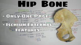 Hip Bone  1B Ischium  External Features  TCML  ENMEDER [upl. by Akilam]