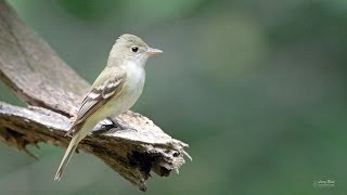 Acadian Flycatcher [upl. by Anaujit]