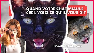 QUAND VOTRE CHAT MIAULE CECI VOICI CE QUIL VOUS DIT [upl. by Nader]