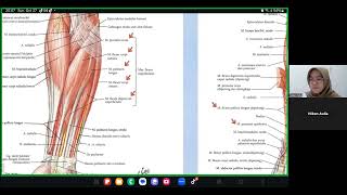 Musculus Regio Antebrachium Inervasi Anatomi dan Kinesiologi [upl. by Lunsford]