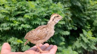 Teetar chicks ki awaz  baby teetar awaz  gray francolin chicks sound [upl. by Hannavas]