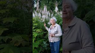 Gigantic fireweed at Terrace BC [upl. by Mazman]