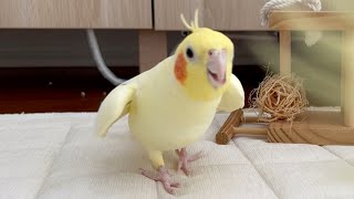 オリジナルソング Original song by cockatiels [upl. by Siuqramed805]