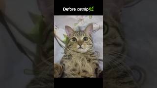 Effects of catnip😁on my catzoomies [upl. by Egoreg]