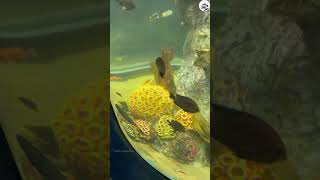 🦐 Underwater Aquarium 🦀 VGP Marine kingdom 🦈 in Chennai [upl. by Leonsis]