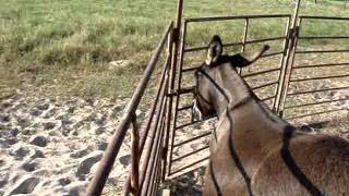 Miniature Donkey Jennet Opens Gate  Quarter Moon Ranch [upl. by Enitsrik564]