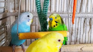 35 Hr Happy Parakeets Eating Singing Playing Budgies Chirping Reduce Stress of lonely Bird Videos [upl. by Jenelle]