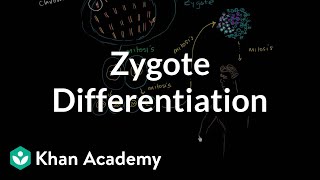 Zygote differentiating into somatic and germ cells  MCAT  Khan Academy [upl. by Wixted]