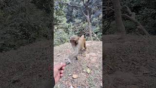 Funny zooworld cute naturelifemonkey [upl. by Afira]