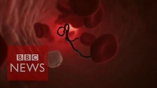 How does Ebola attack human cells BBC News [upl. by Eyatnod132]